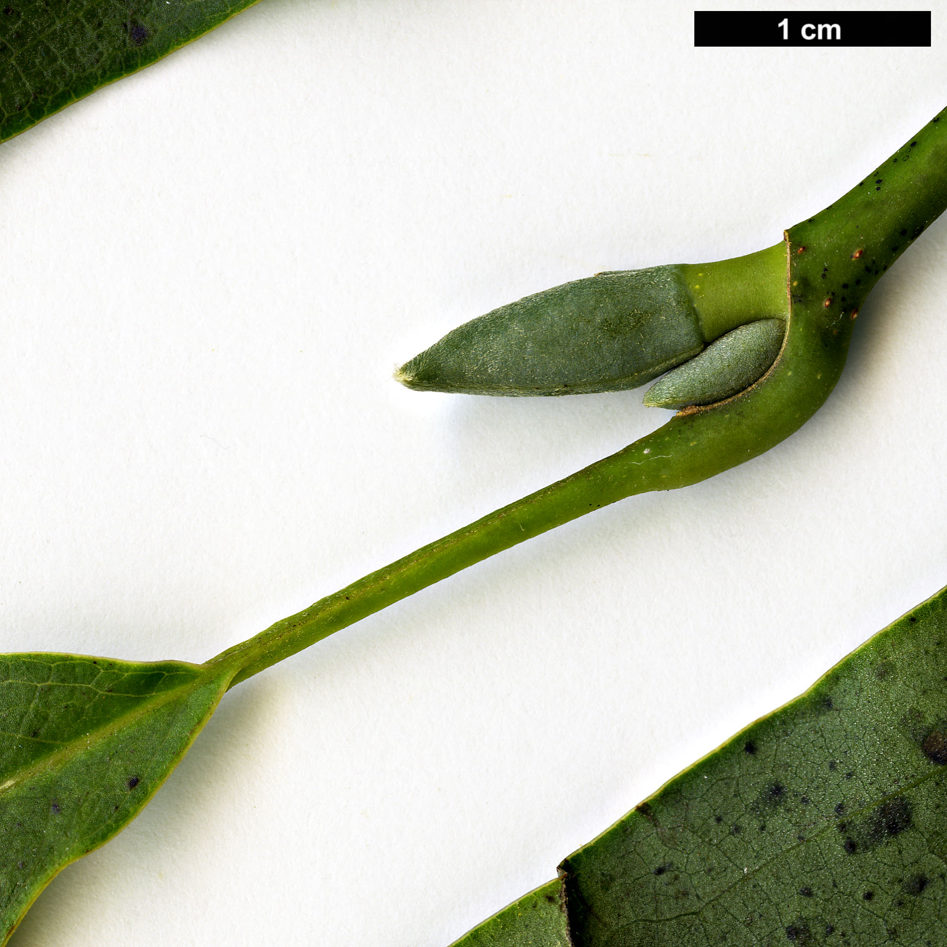 High resolution image: Family: Magnoliaceae - Genus: Magnolia - Taxon: sprengeri - SpeciesSub: var. elongata 